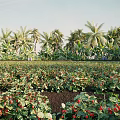 Tropical Strawberry Field Scenery With Lush Palm Trees And Red Fruits