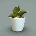 Vibrant Green Plant with Red Edged Leaves in White Pot and Fresh Soil
