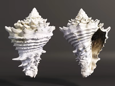 Aquatic Animals Shell Structures With Spiral White Textured Exteriors And Open Interior Cavities 3d model