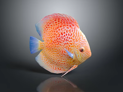 Vibrant Tropical Discus Fish With Red Spots And Blue Fins On Gray Background 3d model