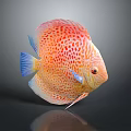 Vibrant Tropical Discus Fish With Red Spots And Blue Fins On Gray Background