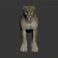Detailed Realistic 3D Rendered Puma Standing in Side View on Neutral Background 3d model