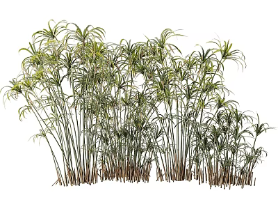 Tall Bamboo Plants With Slender Stems And Lush Green Leaves In Natural Cluster 3d model