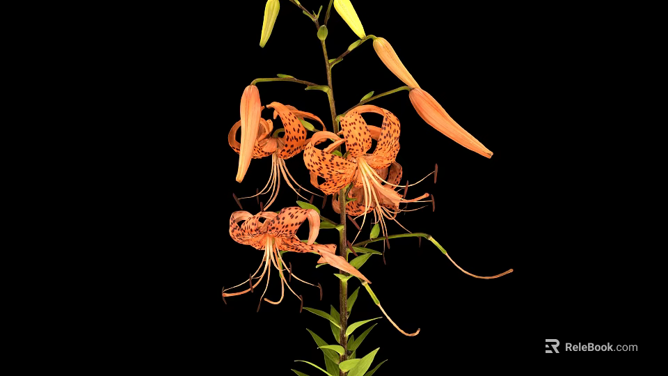 Orange Tiger Lily Plant with Recurved Petals Black Spots on Green Stem with Leaves 3d model 