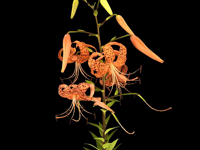 Orange Tiger Lily Plant with Recurved Petals Black Spots on Green Stem with Leaves 3d model