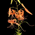 Orange Tiger Lily Plant with Recurved Petals Black Spots on Green Stem with Leaves