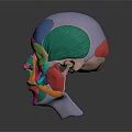 Colorful Facial Muscles Anatomical Model With Detailed Structure And Educational Use