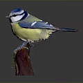 Vibrant Blue and Yellow Bird with White Face Perching on Wooden Stump