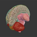 Detailed 3D Human Brain Anatomy Model With Cerebral Cortex And Neural Structures