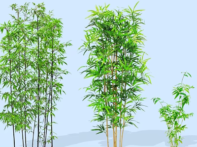 Lush Bamboo Clusters of Different Heights Against Light Blue Background 3d model