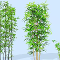 Lush Bamboo Clusters of Different Heights Against Light Blue Background