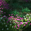 Vibrant Park Garden Landscape With Pink And White Flowers Lush Green Grass And Foliage