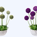 Decorative Garden Plants Featuring White Purple Spherical Flowers And Red Green Grass In White Pots