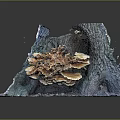 Vibrant Orange Mushrooms Cluster Growing On Old Tree Stump With Textured Bark