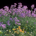 Blooming Lush Purple Flowers With Yellow And White Small Flowers And Green Grass