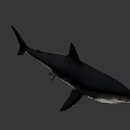 Realistic 3D Shark Model With Open Mouth Sharp Teeth And Gray Body 3d model