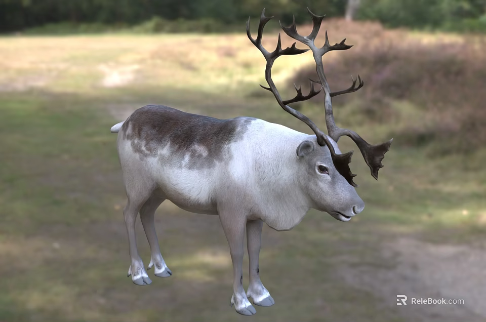 Majestic Reindeer With Large Antlers Standing In Natural Grassland Habitat 3d model 