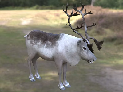 Majestic Reindeer With Large Antlers Standing In Natural Grassland Habitat 3d model Majestic Reindeer With Large Antlers Standing In Natural Grassland Habitat 3d model