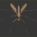 Golden Mosquito With Long Legs And Detailed Wings Displayed On Dark Background 3d model