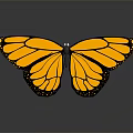 Yellow Butterfly With Black Spots On Spread Wings And Reflection On Gray Background