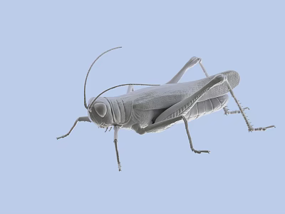 Gray Reptile with Elongated Legs Crawling on Light Blue Background Surface 3d model