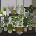 Bonsai Potted Plants Indoor Display With Various Green Plants On Shelf And Floor