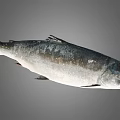 Whole Fresh Fish With Silver Gray Scales And Glossy Surface