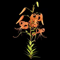 Orange Tiger Lily Plant with Recurved Petals Black Spots on Green Stem with Leaves