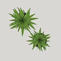 Modern Decorative Potted Plants With Black Pots And Stands Featuring Green Leaves