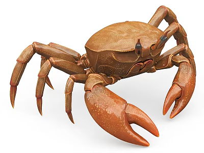 Reptile Crab With Brown Shell And Large Claws On White Background 3d model