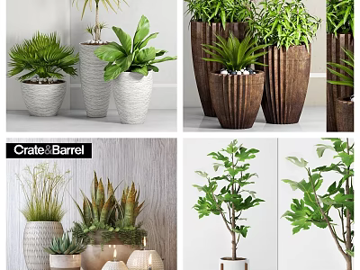 Indoor Bonsai and Potted Green Plants with Various Ceramic and Wooden Decorative Pots 3d model