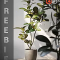Indoor Potted Plant With Lush Green Leaves Slim Branches In Minimalist Pot Against White Wall