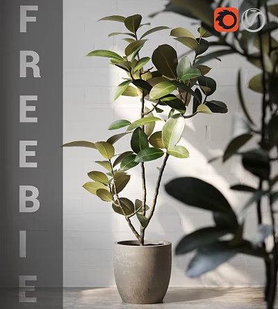 Indoor Potted Plant With Lush Green Leaves Slim Branches In Minimalist Pot Against White Wall 3d model