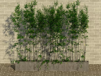 Lush Bamboo Plants Growing in Rectangular Planter Against Gray Brick Wall on Brick Pavement 3d model