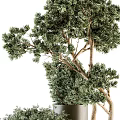 Modern Bonsai Plants With Slender Trunks And Lush Green Foliage In Metal Planters
