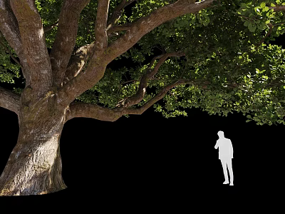 Tall Large Tree with Thick Trunk Extended Branches and Lush Foliage Beside Silhouette Figure 3d model