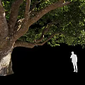 Tall Large Tree with Thick Trunk Extended Branches and Lush Foliage Beside Silhouette Figure
