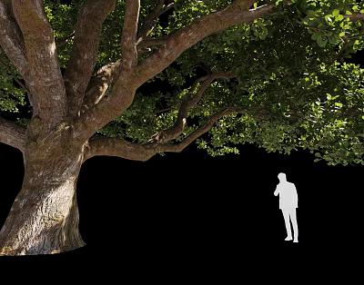 Tall Large Tree with Thick Trunk Extended Branches and Lush Foliage Beside Silhouette Figure 3d model