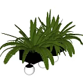 Lush Green Potted Fern Bonsai Plant in Black Pot with White Spherical Base