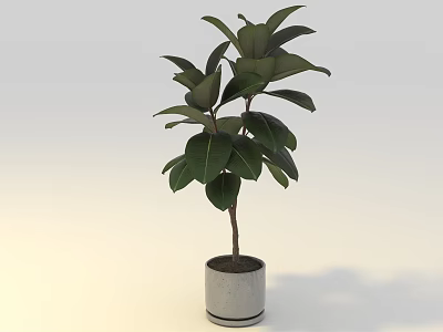 Bonsai Potted Plant with Green Large Leaves in Modern Concrete Pot for Indoor Decoration 3d model