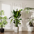 Indoor Bonsai Plants Decor With Various Green Foliage And Decorative Pots