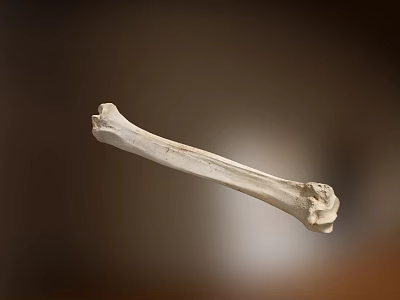 Modern Bone 3d model