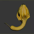 Exotic Yellow Gourd with Unique Curved Shape and Green Spots as Fresh Organic Vegetable