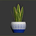 Snake Plant in Blue and White Patterned Pot With Green Leaves And Yellow Stripes
