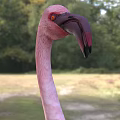 Pink Flamingo With Spread Black Wings Standing On Green Grassland Natural Habitat