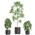 Bonsai Potted Plants With Various Types Different Leaf Shapes And Heights In Black Pots