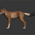 Realistic Brown Dog With Pointed Ears And Dark Tipped Tail Standing On Dark Background Reflection