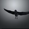 Bird with Spread Wings Standing on Neutral Gray Background Detailed Feathers