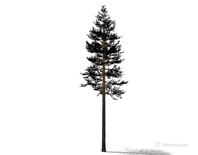 Single Towering Arbor Featuring Straight Thick Trunk And Lush Dense Evergreen Foliage In Natural Environment 3d model 
