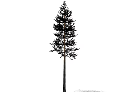 Single Towering Arbor Featuring Straight Thick Trunk And Lush Dense Evergreen Foliage In Natural Environment 3d model